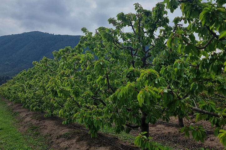 Fertilizantes solubles